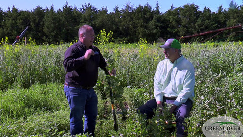 Faba Beans in Cover Crop Mixes - 2019 Test Plot Results