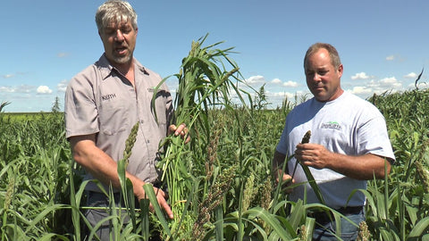 Japanese Millet for Wet Ground and Wildlife