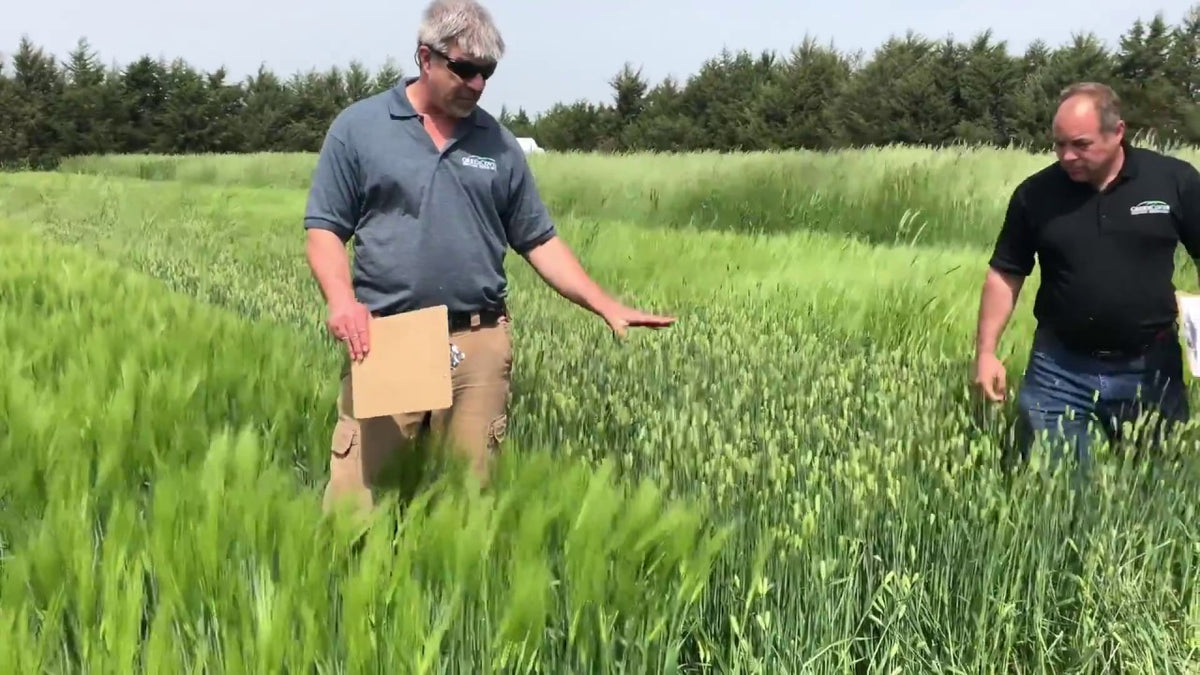 Winter Barley for Spring Corn: P919 vs Saturn