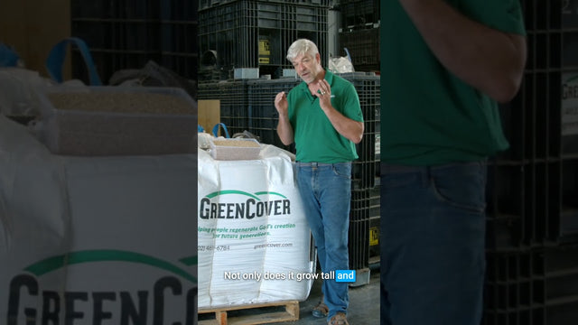 Fall-Planted Triticale for Spring Forage: A Winter Cereal That Delivers