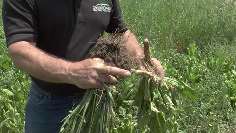 Why Root Structure Matters in Your Cover Crop Mix
