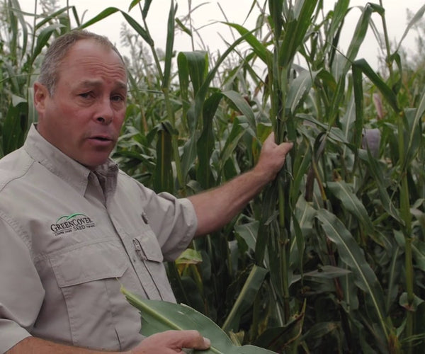 Brown Midrib Grazing Corn for Late Summer Planting – Green Cover