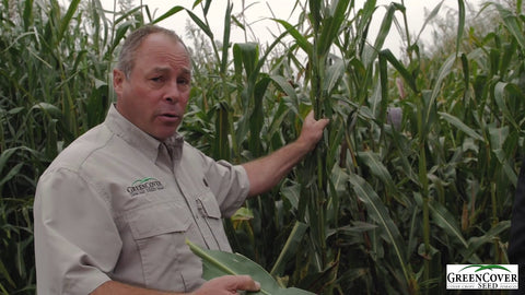 Brown Midrib Grazing Corn for Late Summer Planting