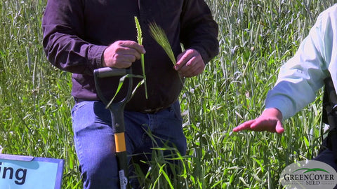 Spring Barley Varieties: Grain vs. Forage Types