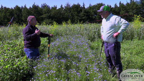 Growing Chickpeas and Flax Together in the Same Plot