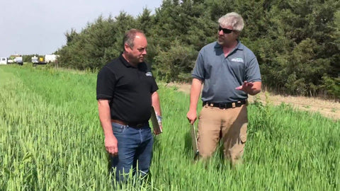 Willow Creek Wheat: Extended Grazing into Early Summer