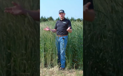 Pre-Bean Cover Crop Mix: Cereal Rye, Rapeseed, and Flax for Soybeans