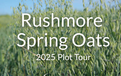 Rushmore Spring Oats: A Dual-Purpose Cover Crop for Spring Grazing and Forage