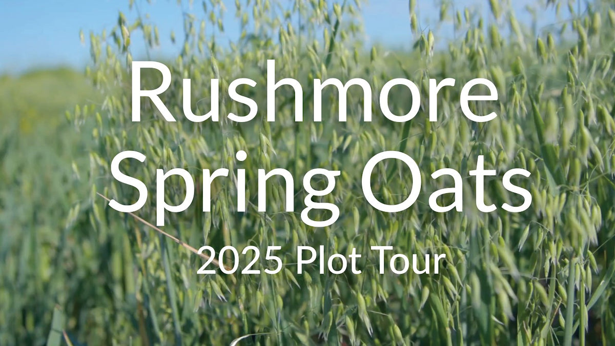 Rushmore Spring Oats: A Dual-Purpose Cover Crop for Spring Grazing and Forage