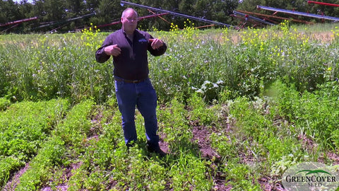 Red Clover for Pasture: Easy Establishment and Nitrogen Fixation