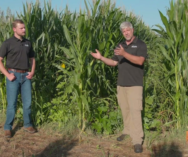 Corn Inter-seeding Trials: What We Learned About Row Spacing and Timin ...