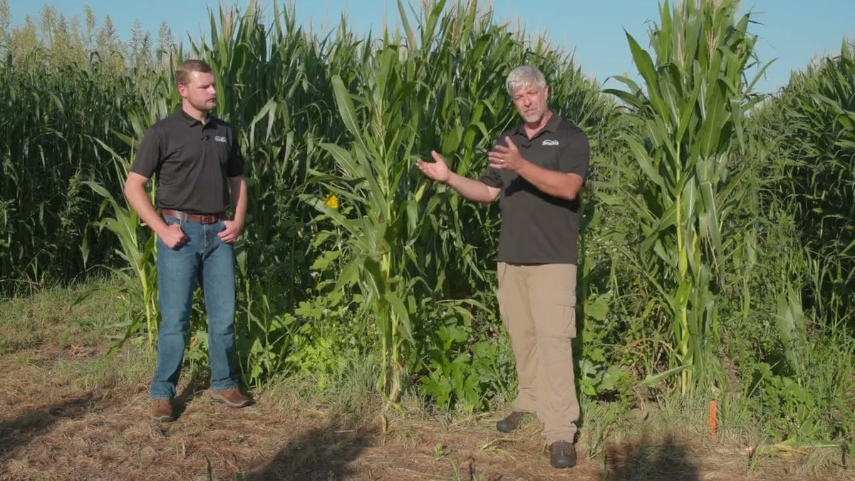 Corn Inter-seeding Trials: What We Learned About Row Spacing and Timing