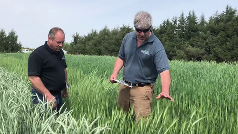 Grazeall Triticale: A Beardless Option for Flexible Grazing