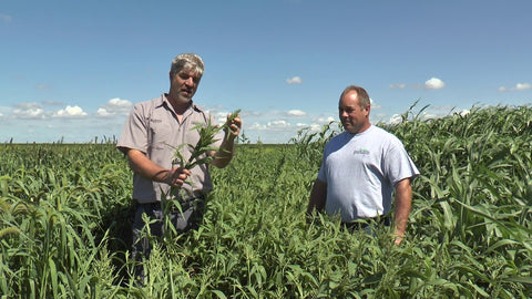 Brown Top Millet Cover Crop: What We Learned in Our Test Plot