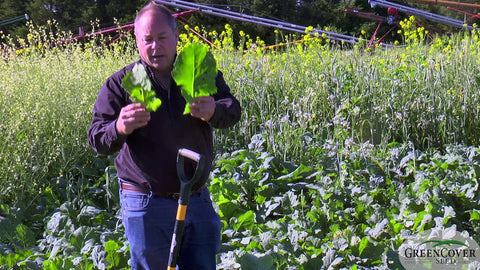 Impact Forage Collard vs. Trophy Rapeseed vs. Winter Canola: Spring Planting Results