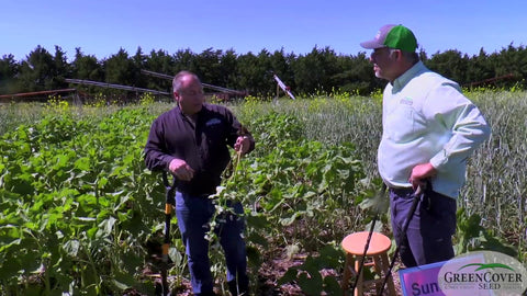 Buckwheat for Beneficial Insects and Phosphorus Availability