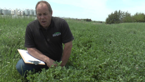 Alsike Clover for Pasture and Hay