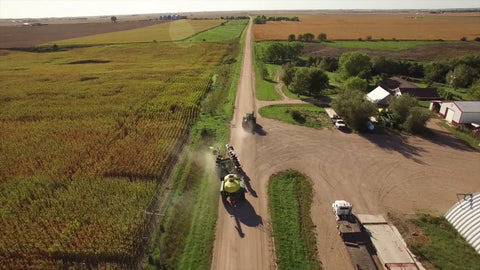 Brown Top Millet: Fast-Growing Annual for Heat and Drought