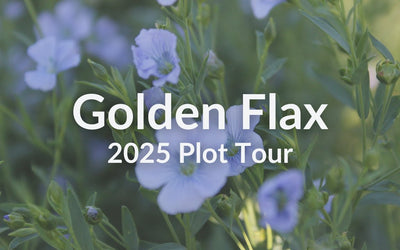 Golden Flax: Why This Overlooked Cover Crop Punches Above Its Weight
