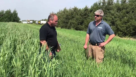 Winter Cereals and Legumes: What Actually Survives Harsh Winters