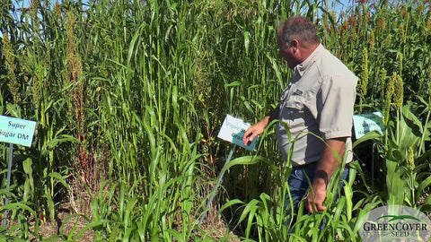 Piper Sudan Grass: Fast-Drying Forage for Hay and Grazing