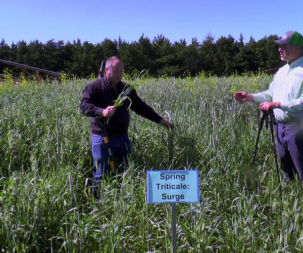 Spring Triticale (Surge): Facultative Cereal for Fall or Spring Planti ...