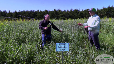 Spring Triticale (Surge): Facultative Cereal for Fall or Spring Planting