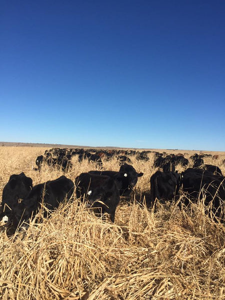 How to Prevent Prussic Acid and Nitrate Poisoning in Livestock
