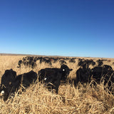 How to Prevent Prussic Acid and Nitrate Poisoning in Livestock