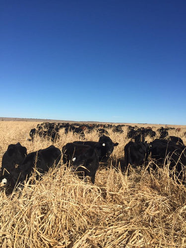 How to Prevent Prussic Acid and Nitrate Poisoning in Livestock