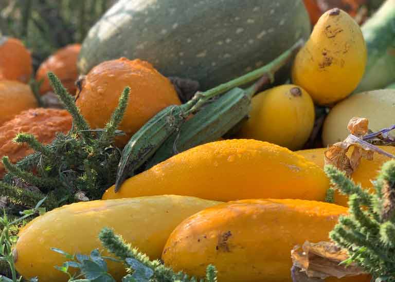 From Soil to Supper: How Healthy Soils Create Nutrient Dense Food