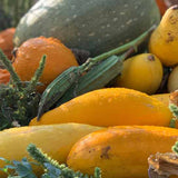 From Soil to Supper: How Healthy Soils Create Nutrient Dense Food