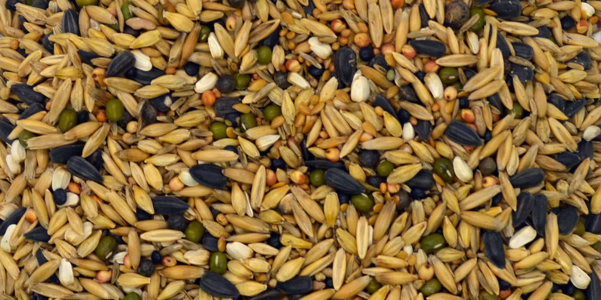 A photo of a diverse cover crop seed mix