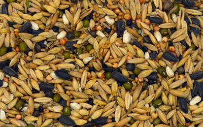 Inoculants and Soil Amendments