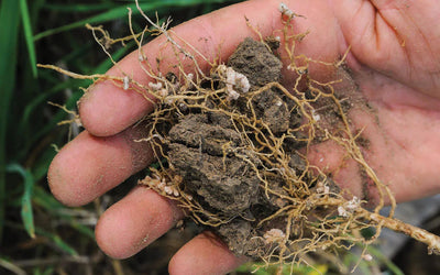 Nitrogen By Nature: How Cover Crops Help Cut Fertilizer Costs