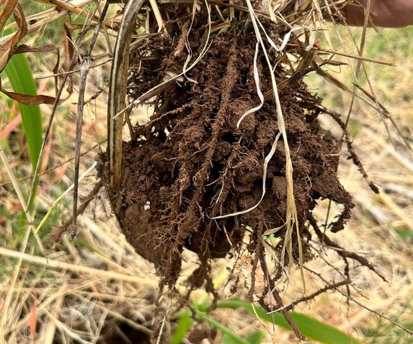 Soil Health Principles- Living Roots As Often As Possible – Green Cover
