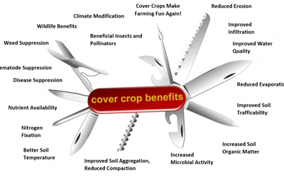 Ecosystem Services From Cover Crops