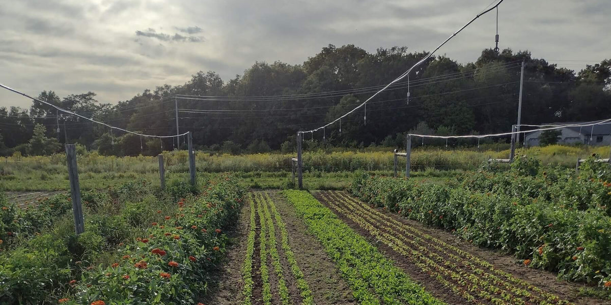 Minimizing Soil Disturbance with Cover Crops Across Farm Types