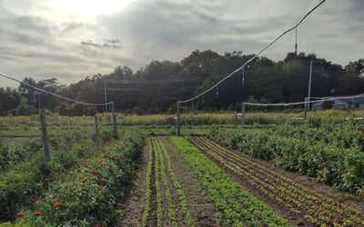 Minimizing Soil Disturbance with Cover Crops Across Farm Types