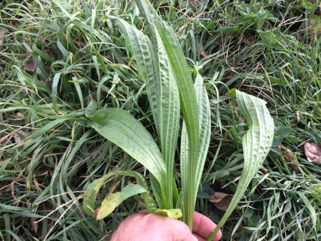 Forbs: The Forgotten Third Component of Pastures