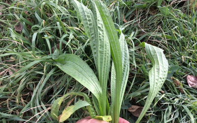 Forbs: The Forgotten Third Component of Pastures