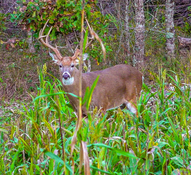 Big buck standing in a food plot