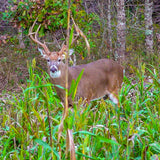 4 Reasons to Plant a Diverse Fall Food Plot