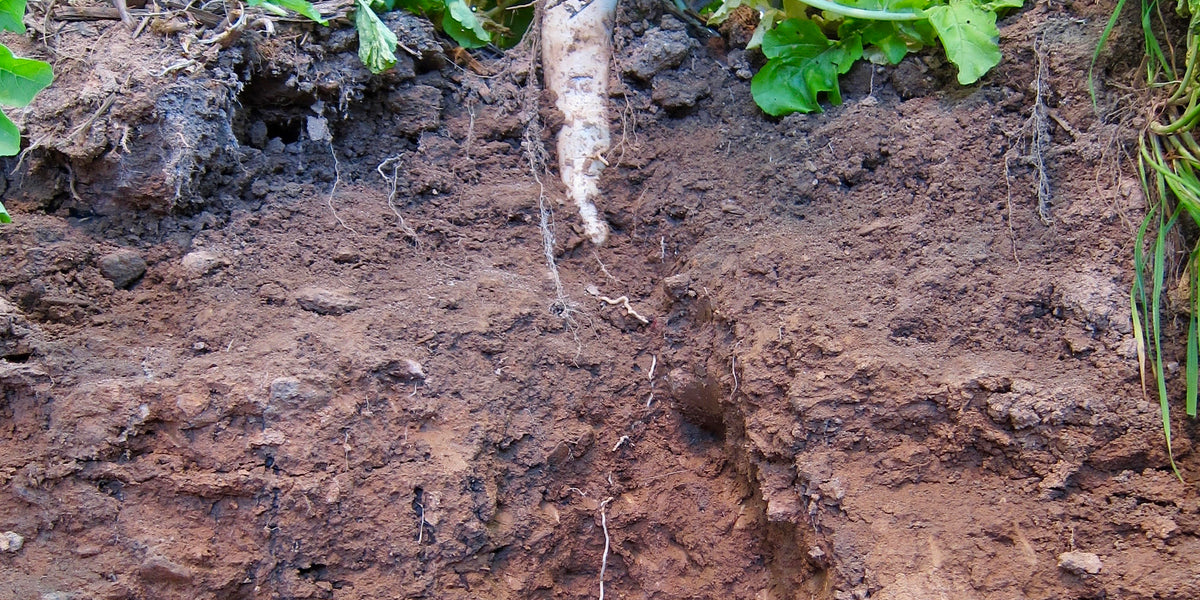 A cross-section of roots growing into the soil. Photo Credit: Rob Myers