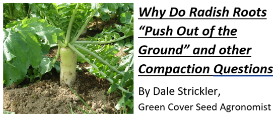 Why Do Radishes Push Out of the Ground and Other Mysteries of Soil Compaction