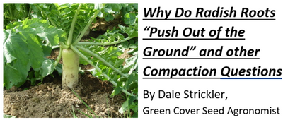 Why Do Radishes Push Out of the Ground and Other Mysteries of Soil Compaction
