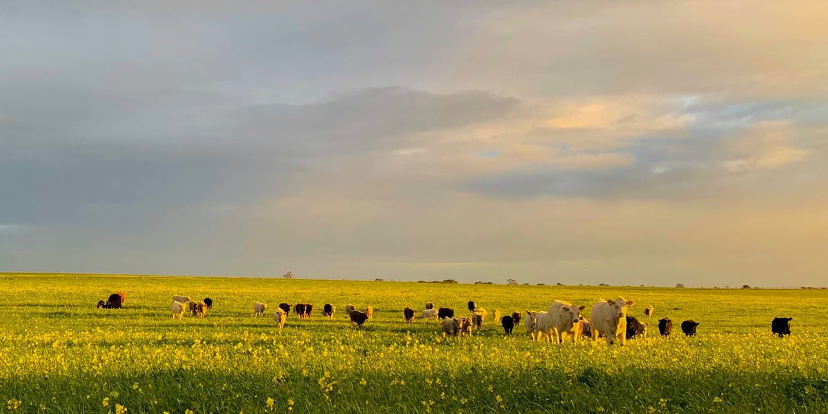 A photo of the cattle herd at the Robinson Farm in Australia