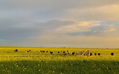 Earning the Right to Grow Cover Crops in a Dry Climate