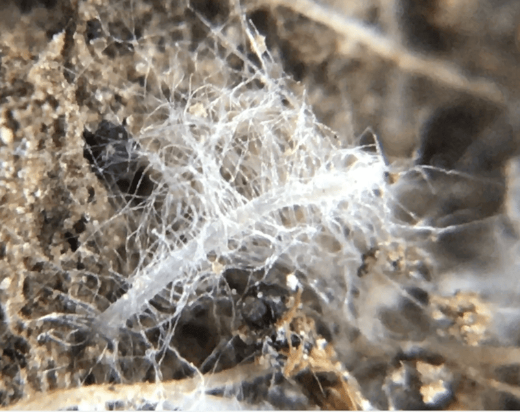 Biological Induction in the Plant-Soil Microbiome