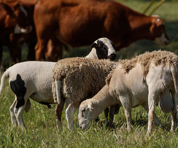 Adding Goats to Your Ranch: 6 Setup Steps – Green Cover